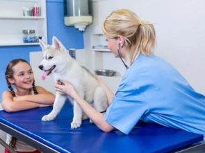 深圳市寶安民治寵物120急救中心 低價專業服務，守護寵物健康