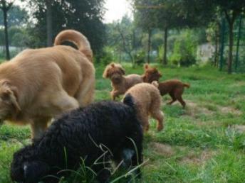 成都哆咭屋寵物寄養 看得見的安心，專業寵物服務新選擇