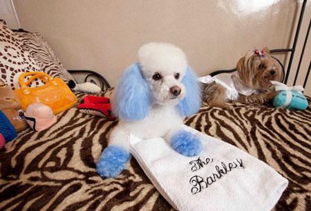 國慶帶狗狗出游全攻略 帶上心愛的它，來一場說走就走的旅行