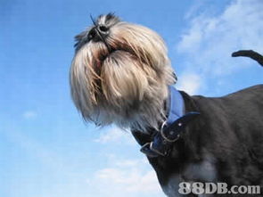 寵物護理服務 全方位指南，從用品到專業服務