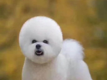 寵物家生活會館 北京寵物服務，專業呵護您的寵物寶貝